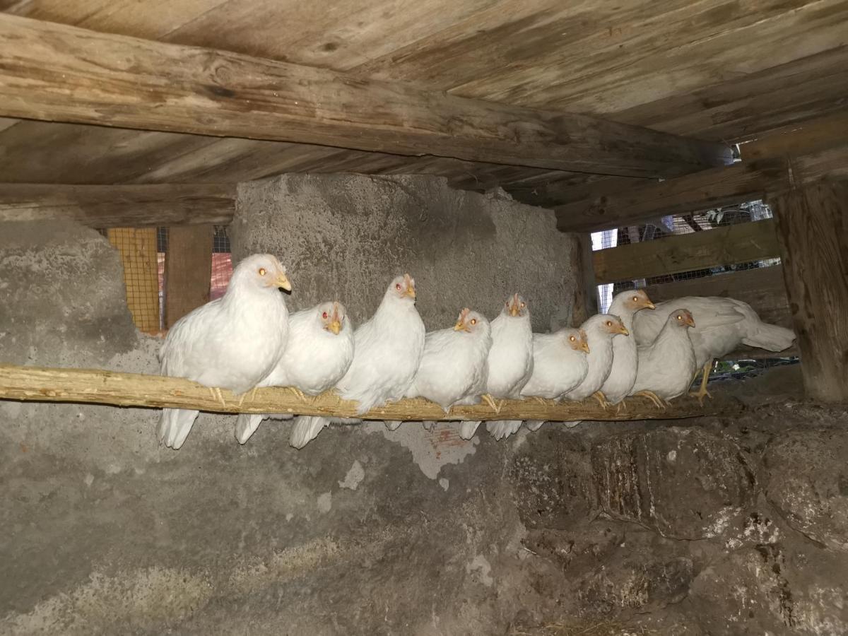 La Fattoria Dei Nonni Konuk evi Paterno  Dış mekan fotoğraf